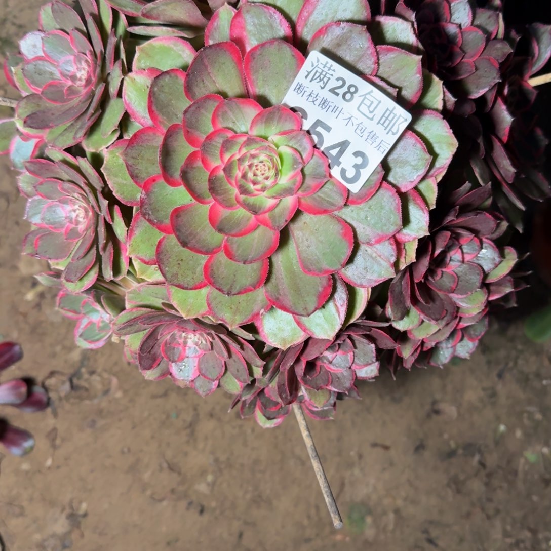 6543花妖多肉植物