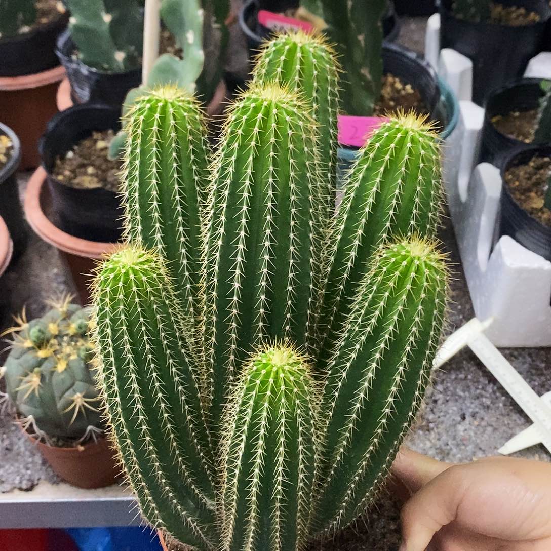 花花草草花花草草