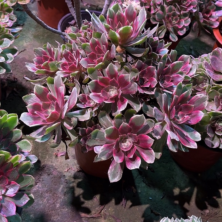 多肉植物涣莎00196