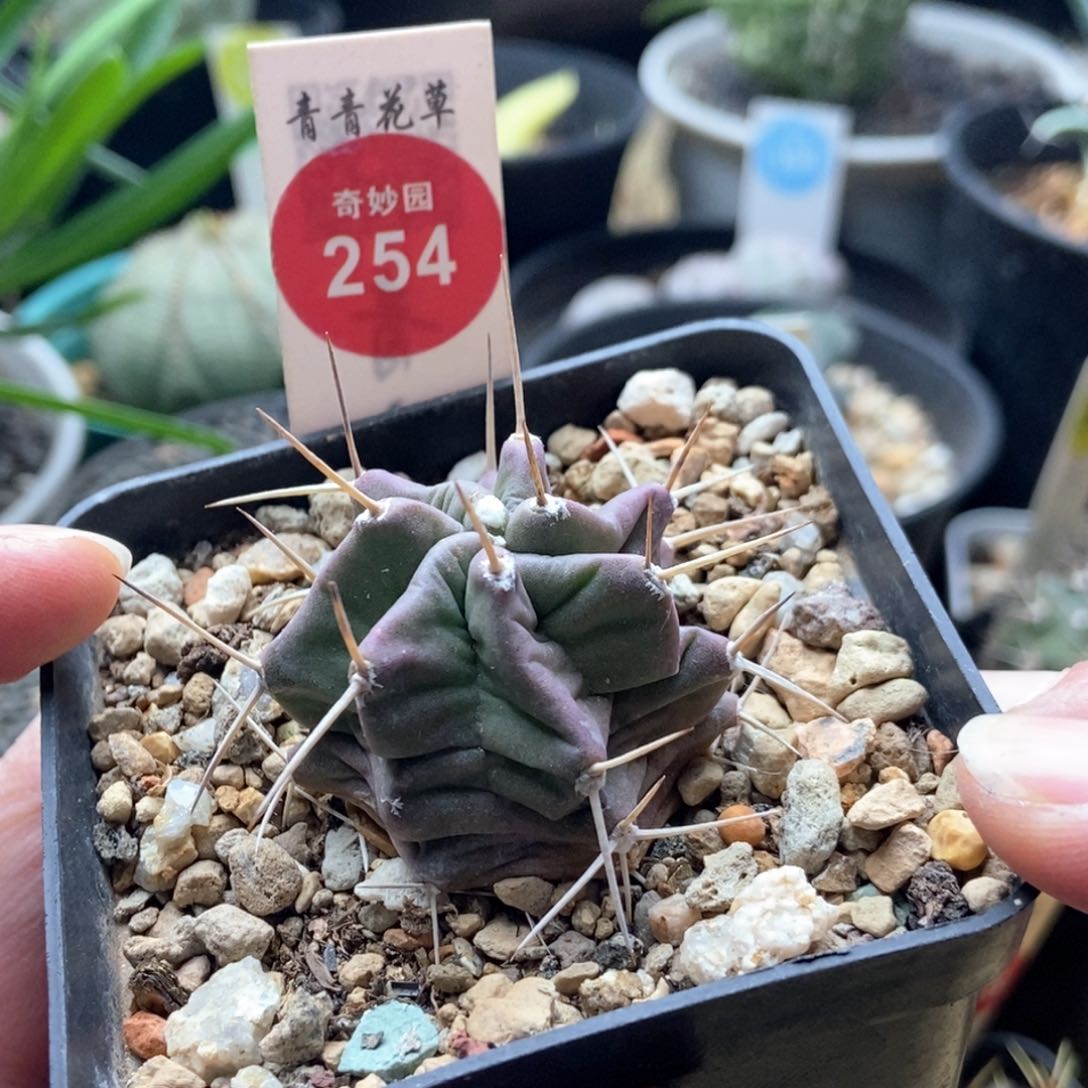 实生紫肌少刺虾3.5cm