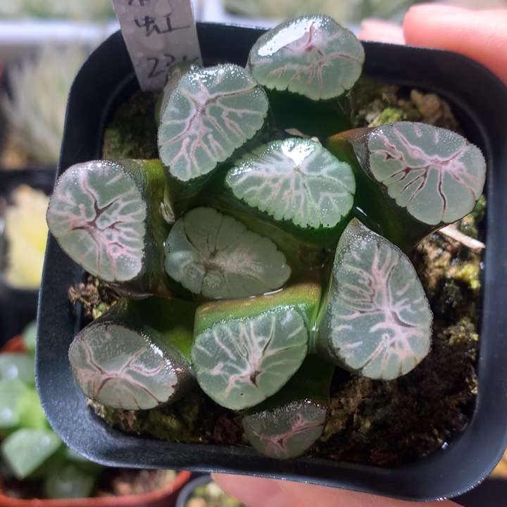 彩虹万象一物一拍