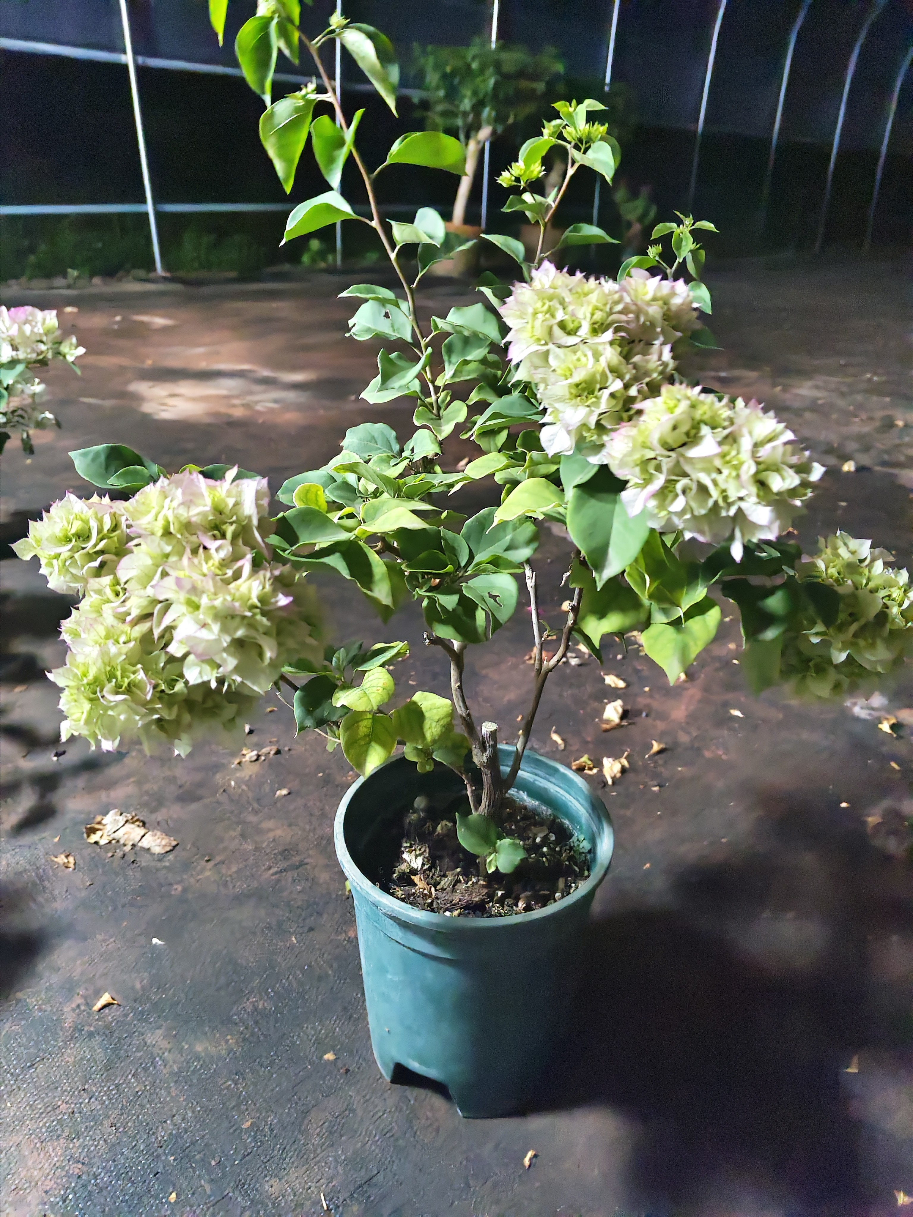 一加仑彩色三角梅盆栽花卉四季开花适合阳台庭院种植