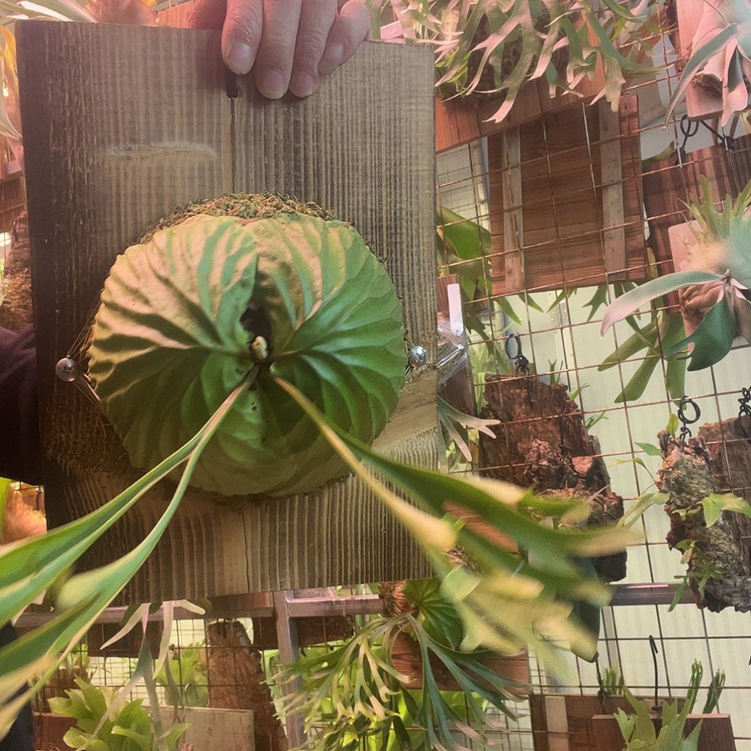 无花朵立叶婑种亚猴006