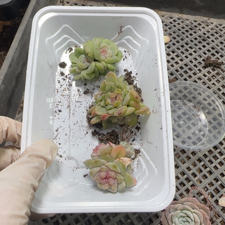 假***想33号绝绝子多肉一盒