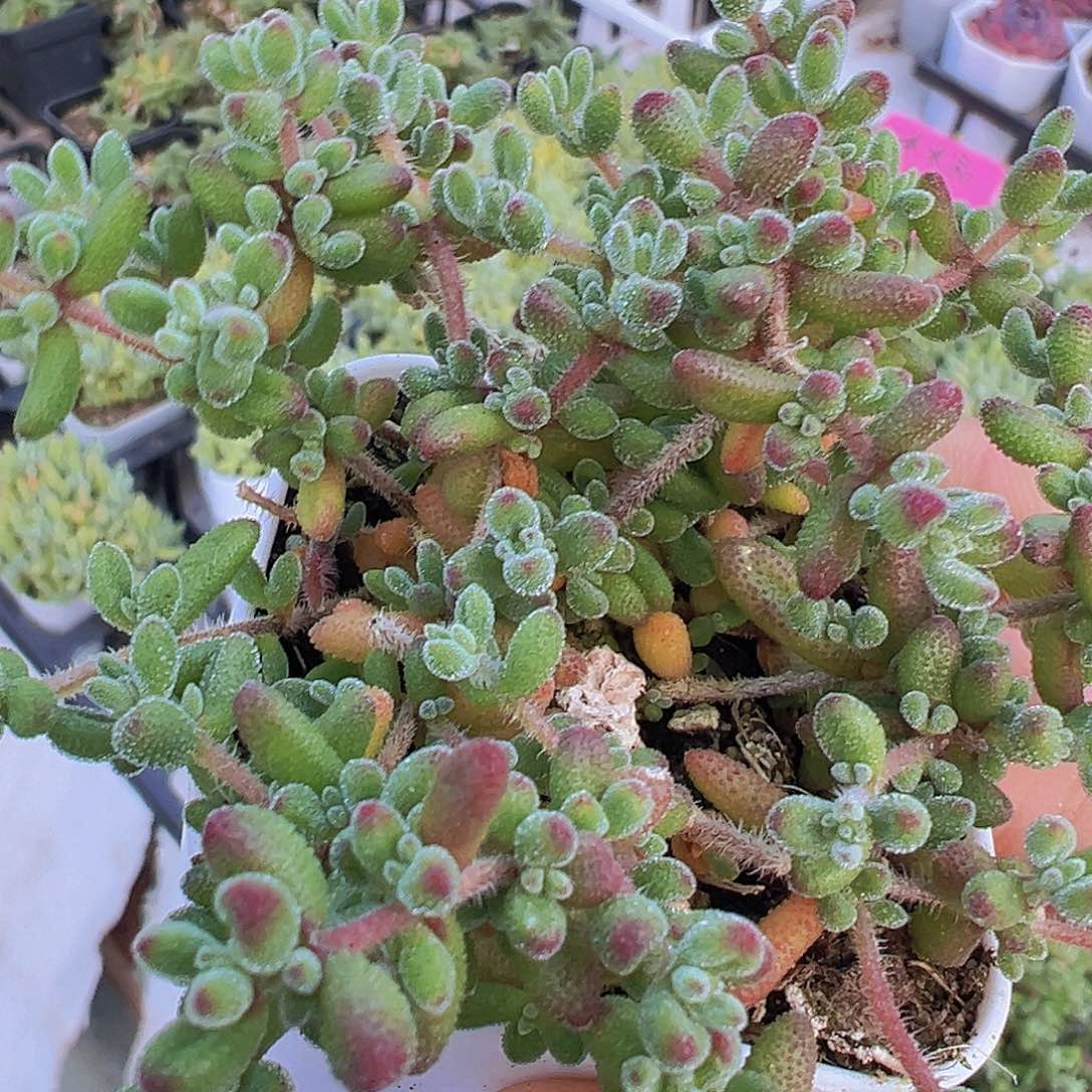 红宝石枝干19包邮多肉