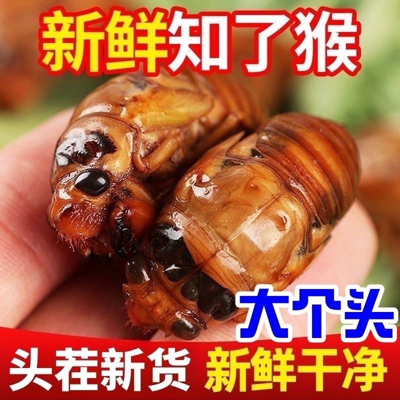 【顺丰冷链发货】2025年新货纯野生大金蝉新鲜知了猴活体速冻批发价