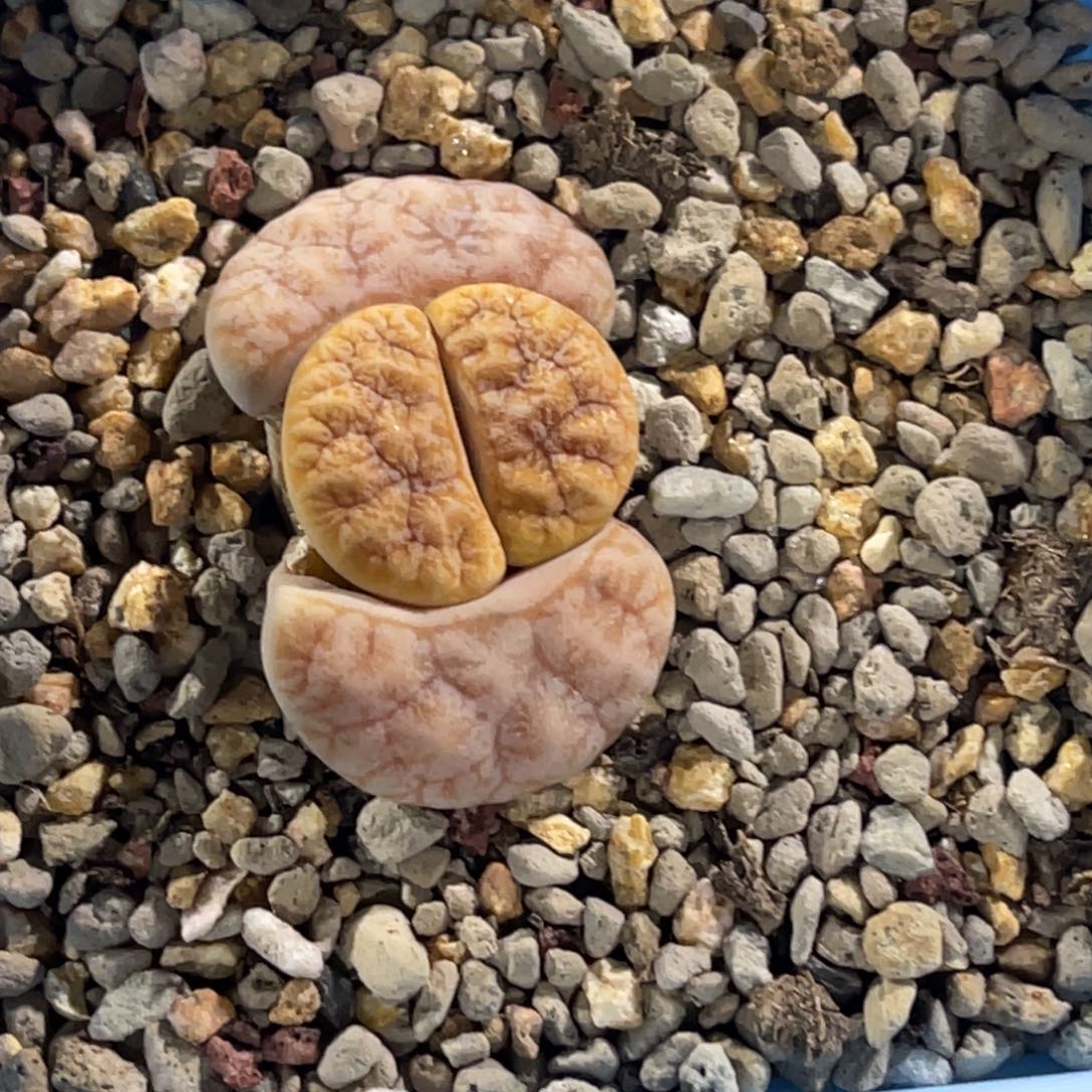 3009拿铁凹凸261睫毛