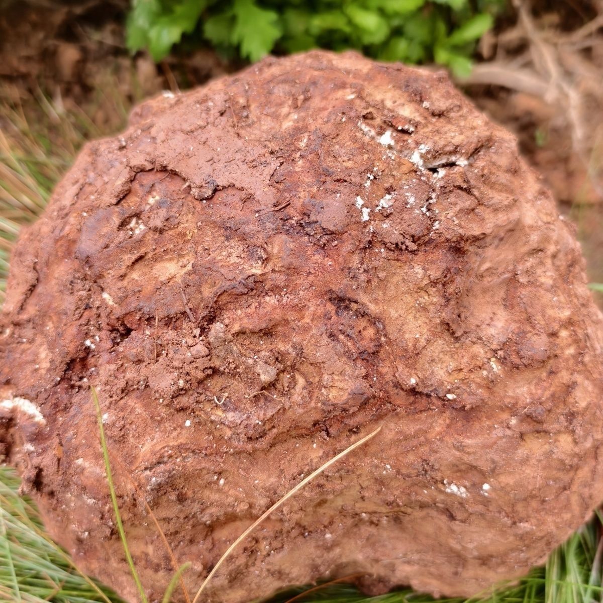 正宗贵州高山茯苓新鲜/整个发货/煮茶泡水炖汤/健康饮食净重