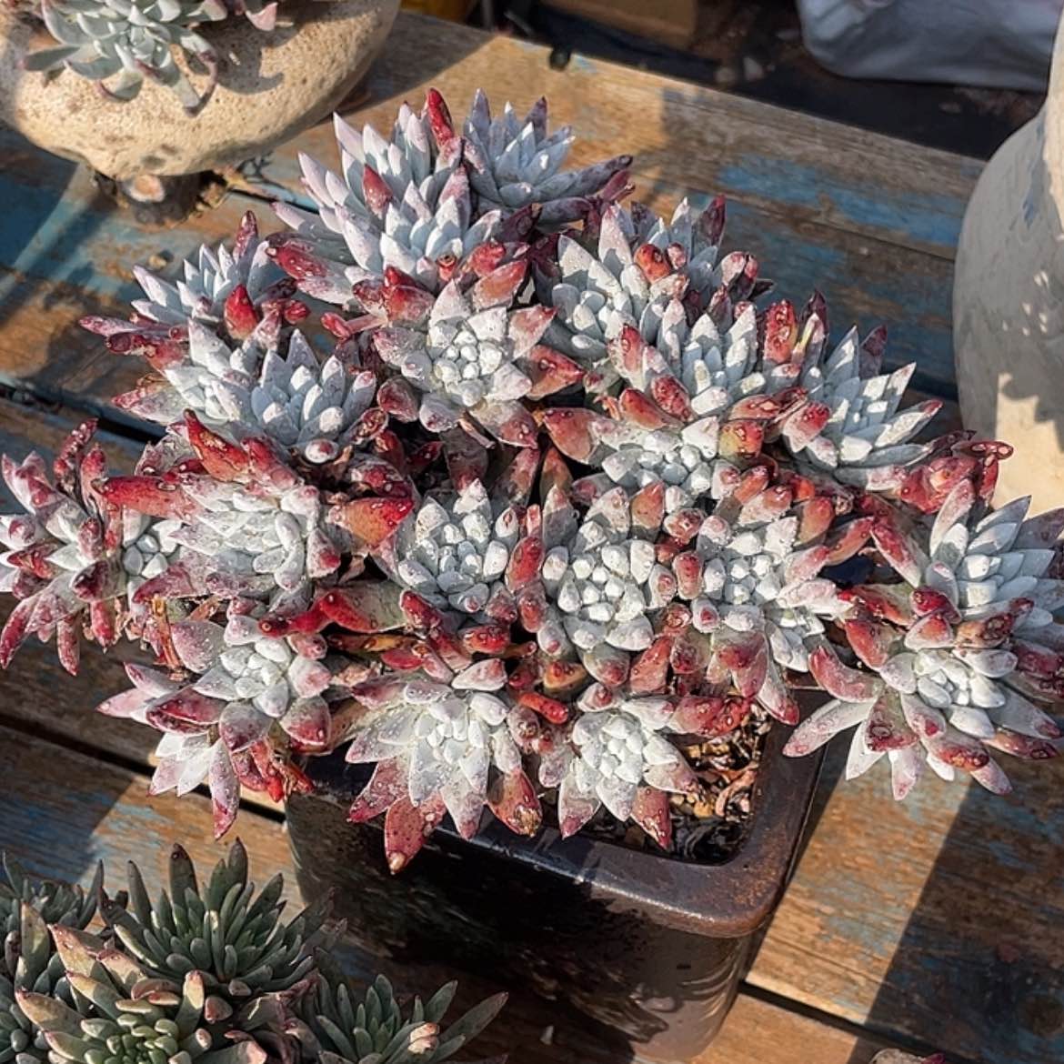 【闪购商品】刘丹杂交