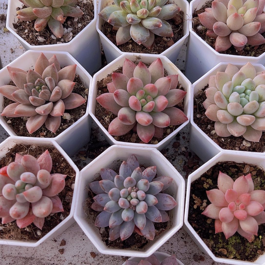 美人系组合10颗多肉