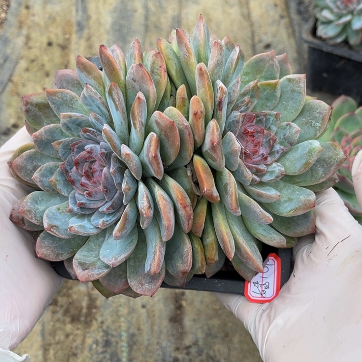 嫣***儿冰糖雪梨一颗双头140盆