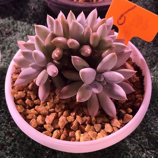 彩胖体6点了吧唧吧唧吧唧