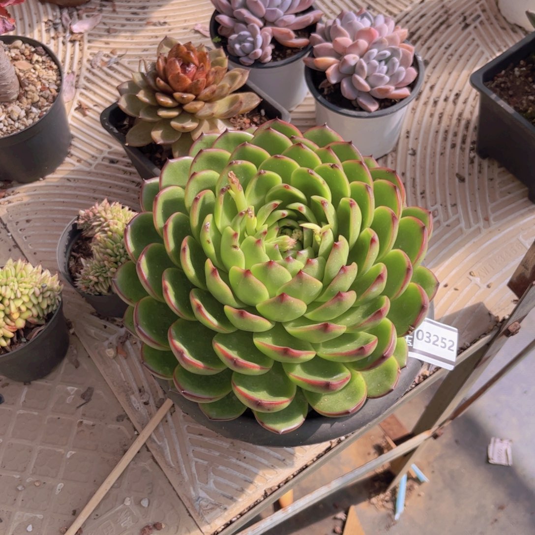 月亮石多肉植物03252