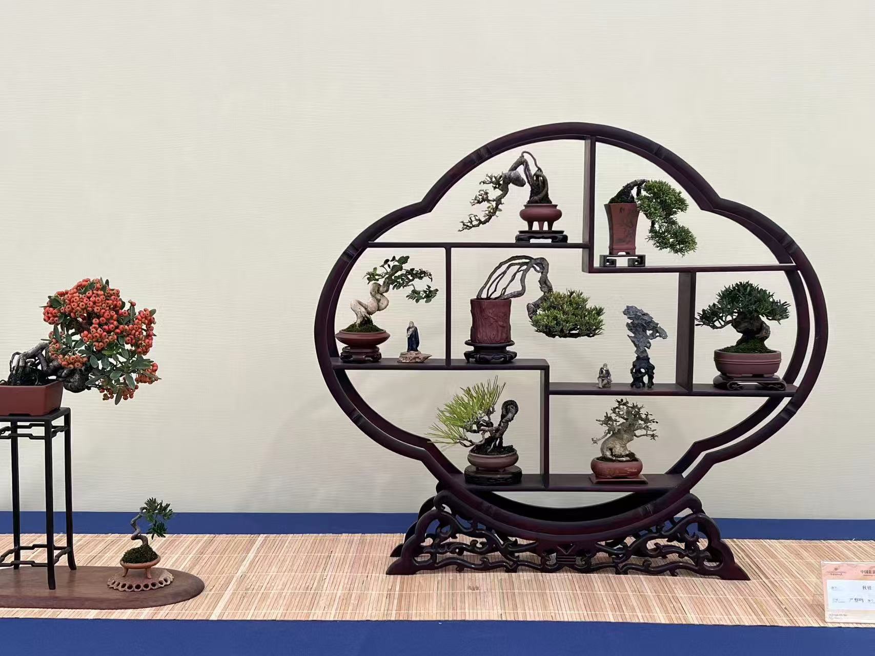 微盆景掌中宝盆景白蜡榔榆雀梅火棘长寿梅石化桧等