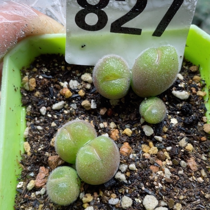 827长毛翠滴带盆