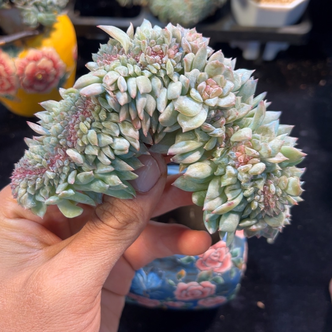 水蜜桃 新年快乐 新年快乐