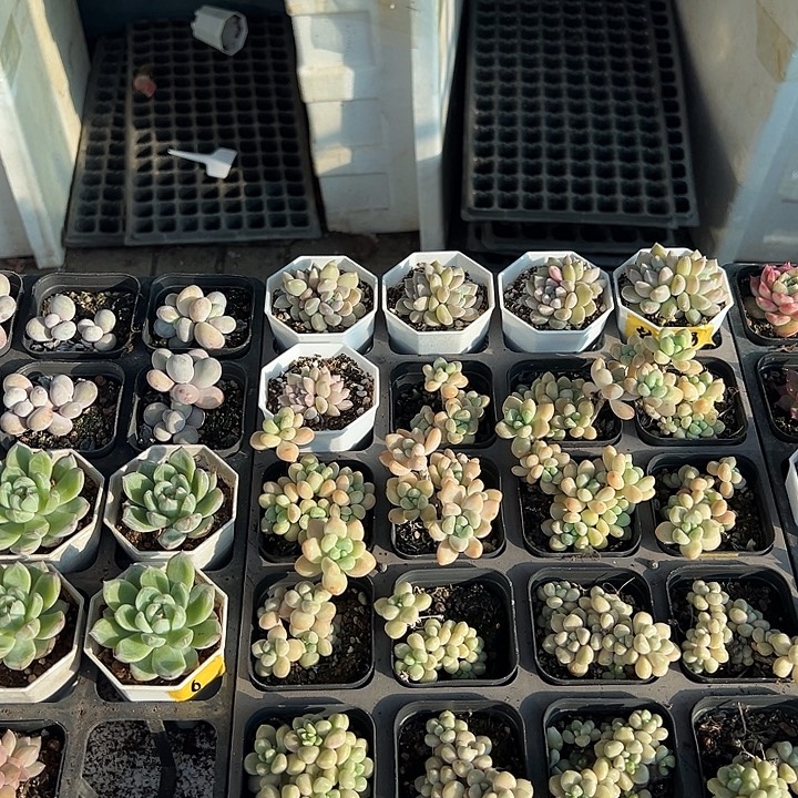 宝***奶满10颗包邮满10颗包邮