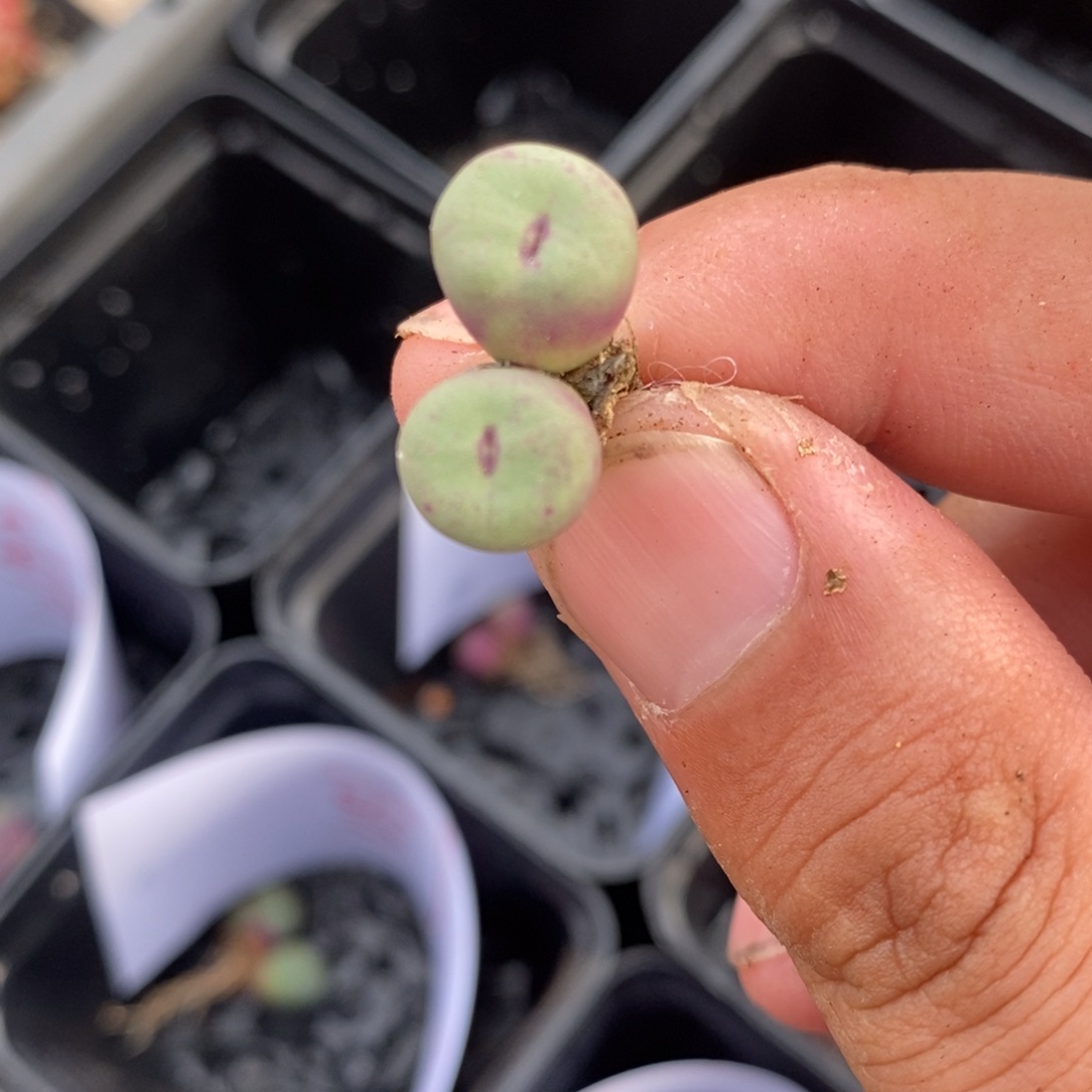 1488一颗一颗一颗