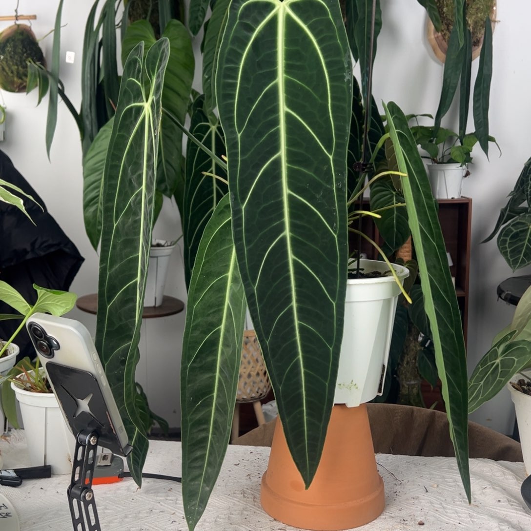 M****完全开放进口黑窄