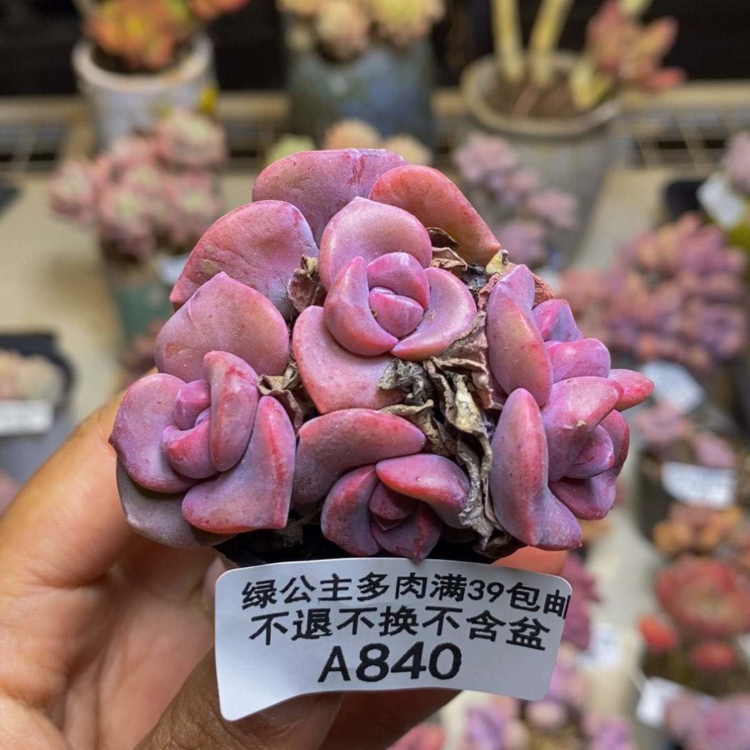 840彩虹糖多肉4c m