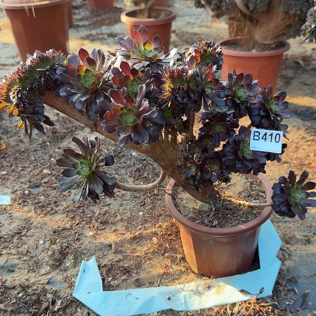 410黑铜壶有伤一颗41官府