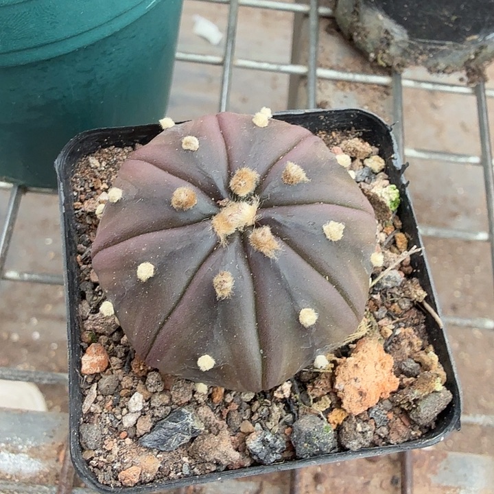 实生紫皮兜4仙人球