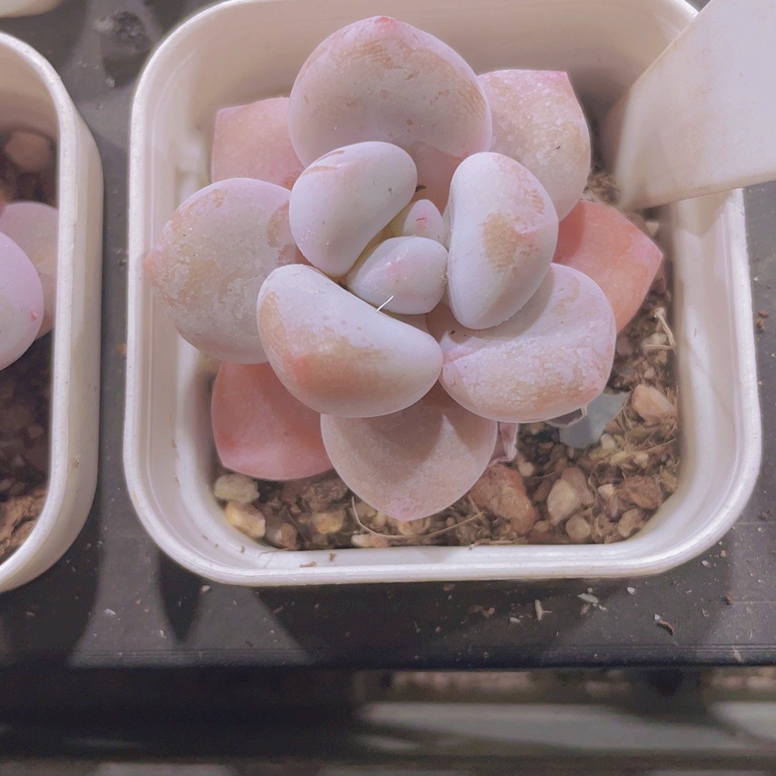 粉兔a009一物一拍