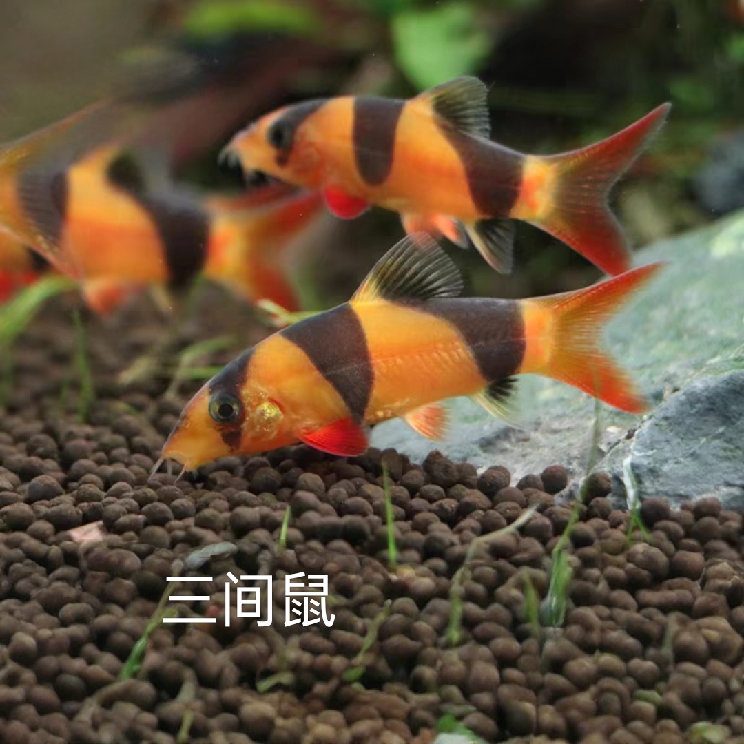 小型热带观赏鱼 清缸鱼 三间鼠 好养易活草缸搭色淡水鼠鱼