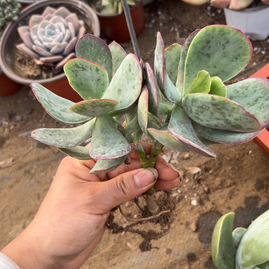 多Ms副委员长在中央音乐学院