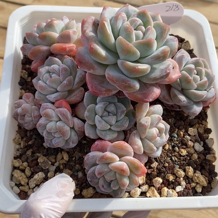 粗腿精控冰玉短肥圆