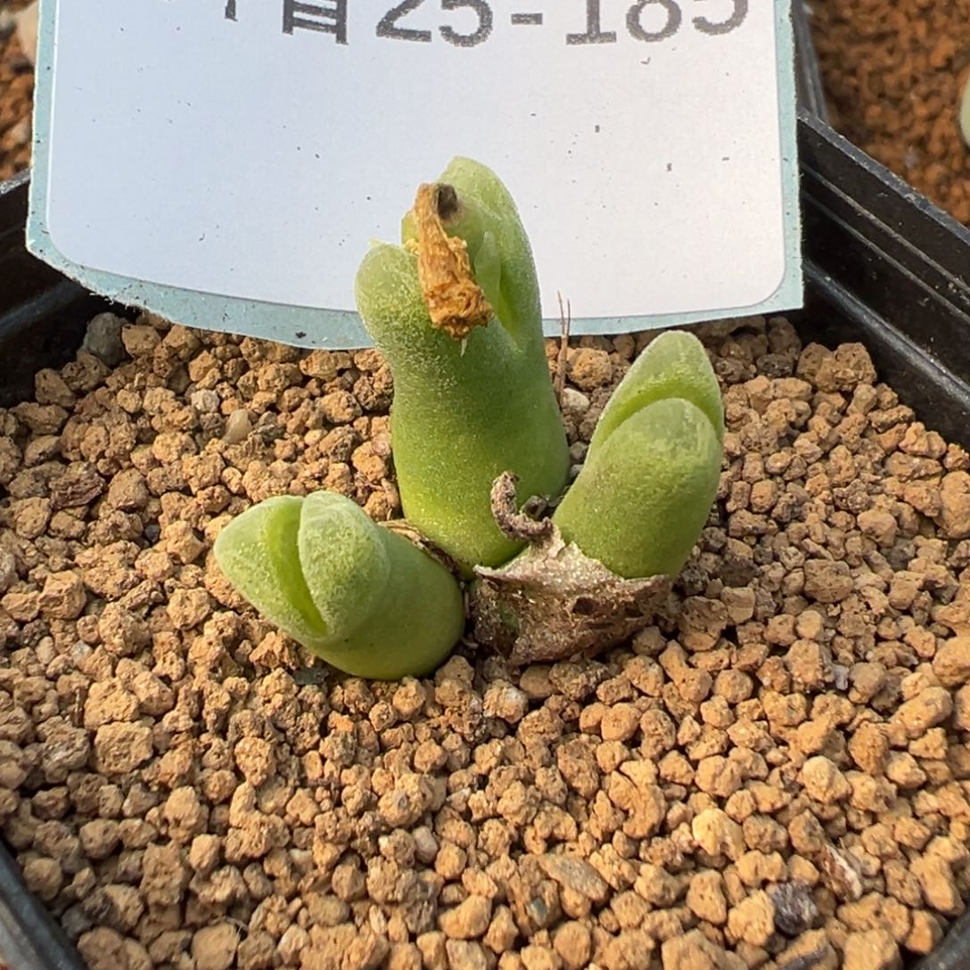 25-185冰风铃多肉植物