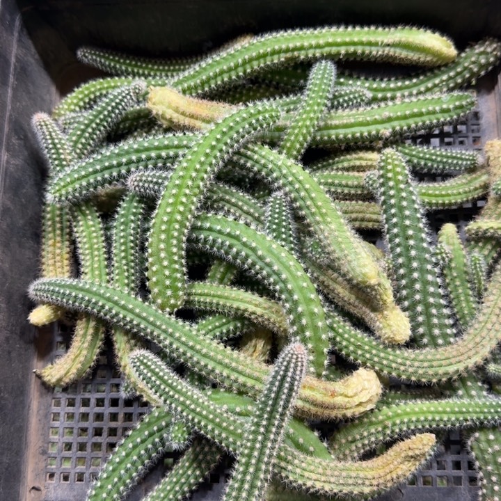 233白檀10个品种无根侧牙软斑，20包邮