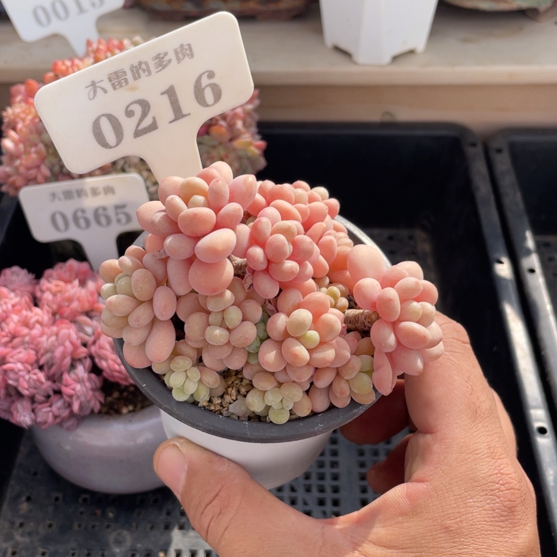 0216洛可可不带盆10厘米