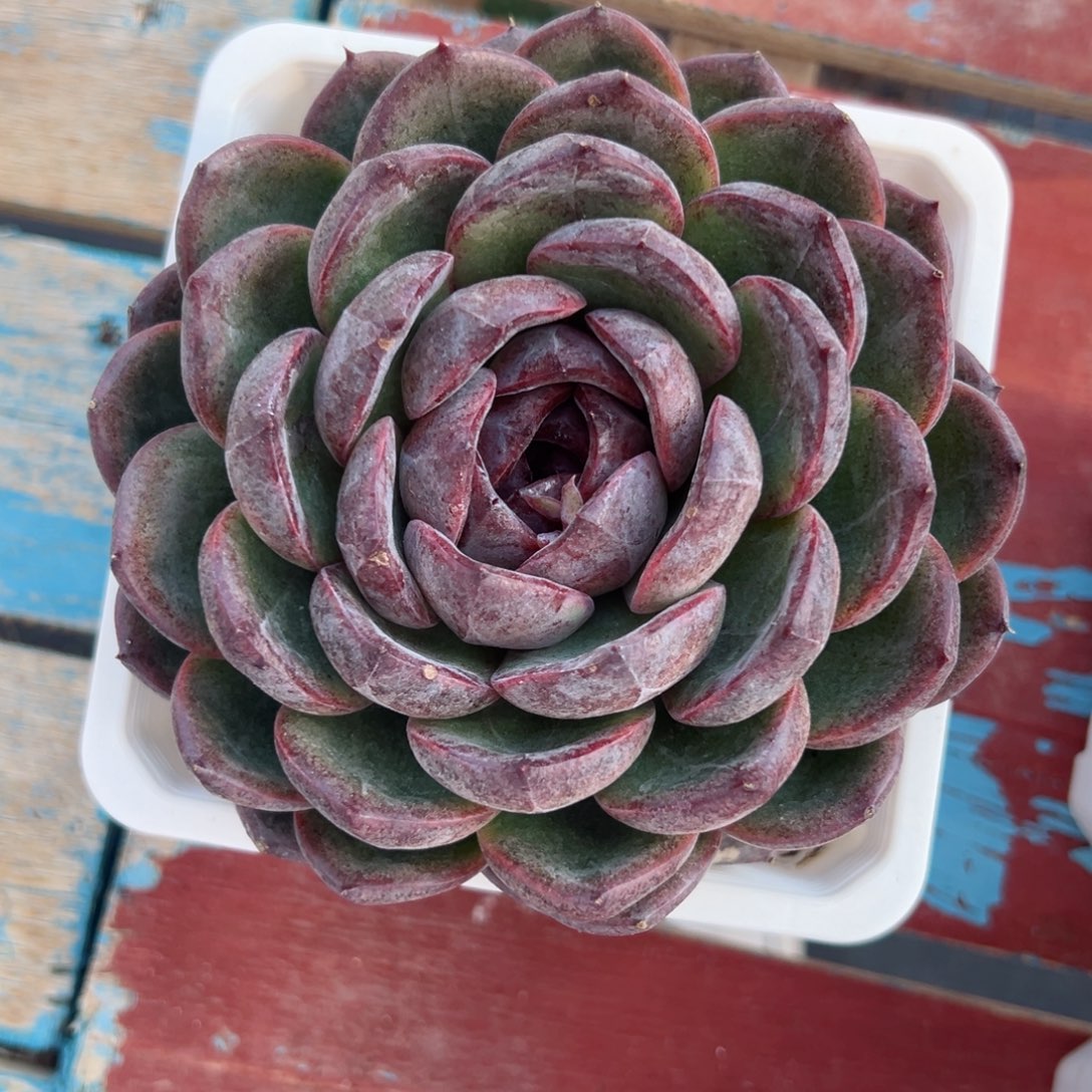 多肉植物一物一拍
