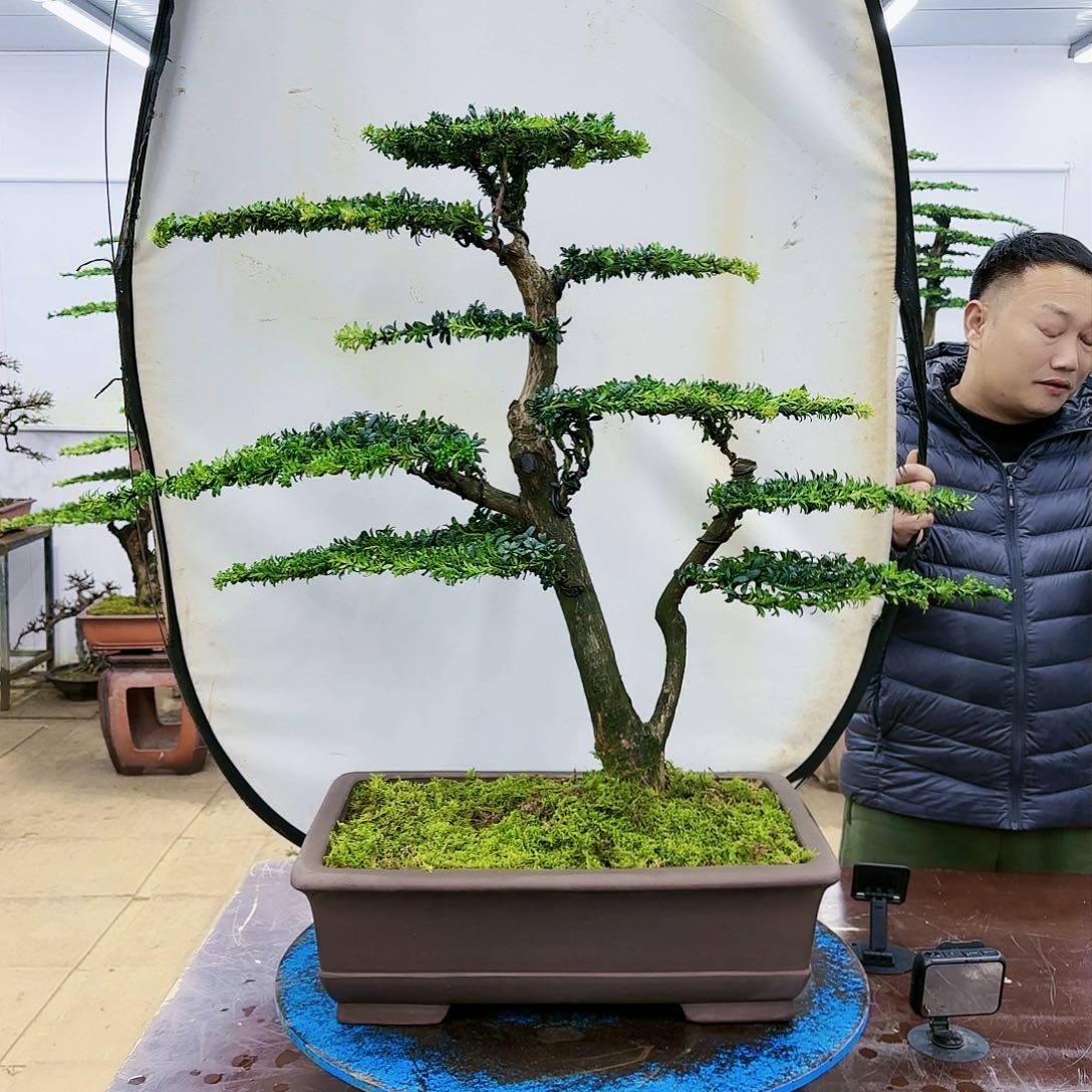 盆景欢迎大家一起来捡漏