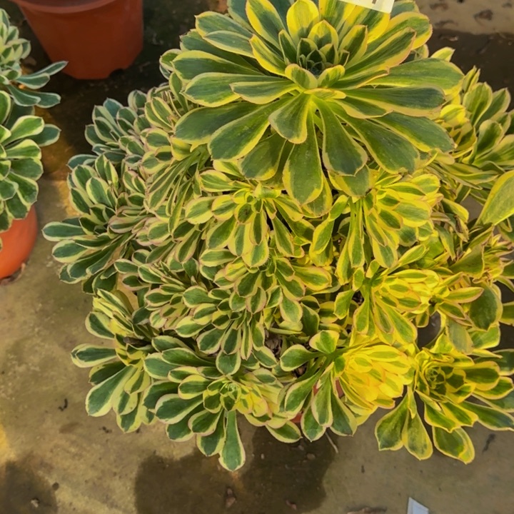 用***0000000000000847白兰地多肉植物