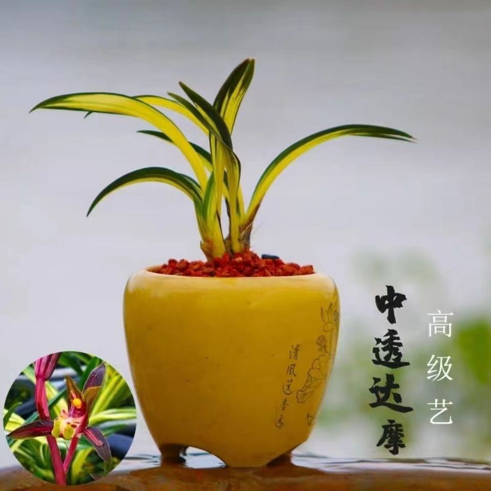 精品名贵墨兰【黄金中透达摩】室内外好养兰花