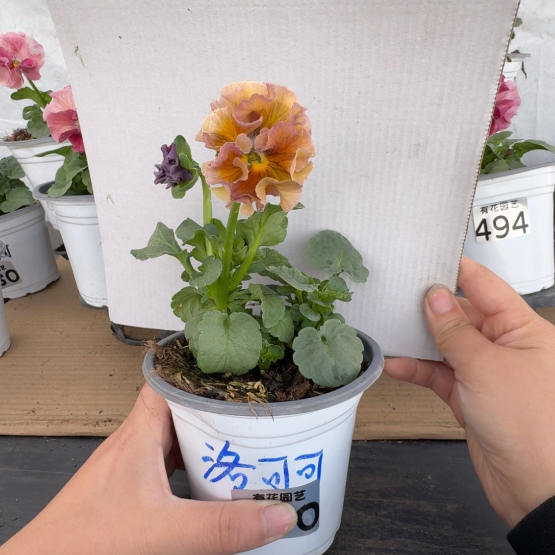 全部花朵760号角堇