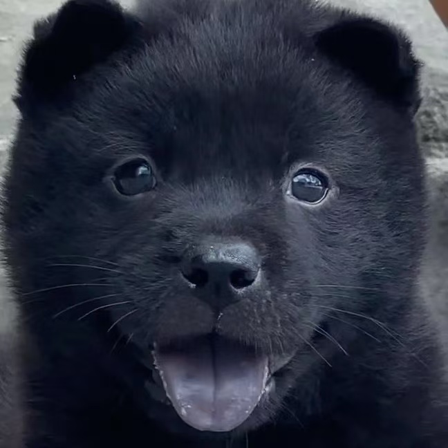 新（旺旺队）T宠物犬精选