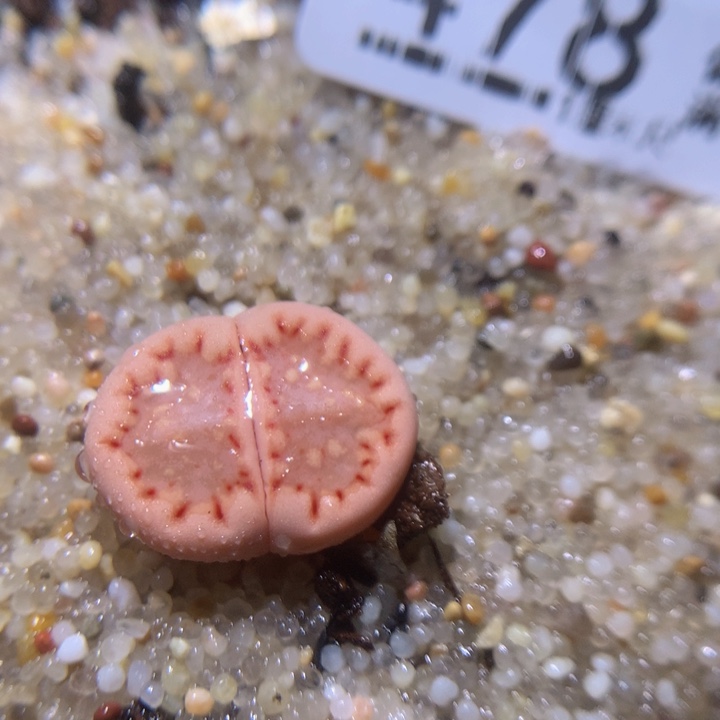 精品生石花225.478