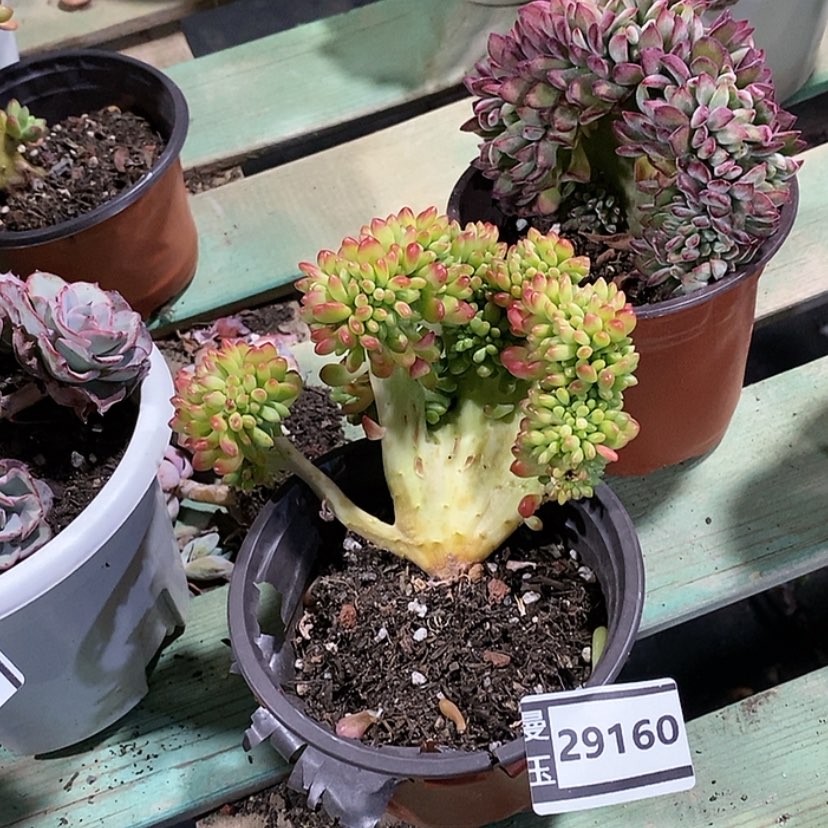 【闪购商品】柠檬手指缀29160