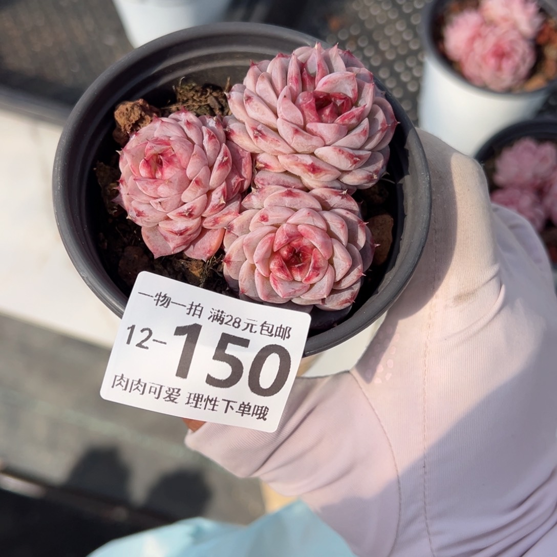 天鹅绒多肉多肉多肉多肉