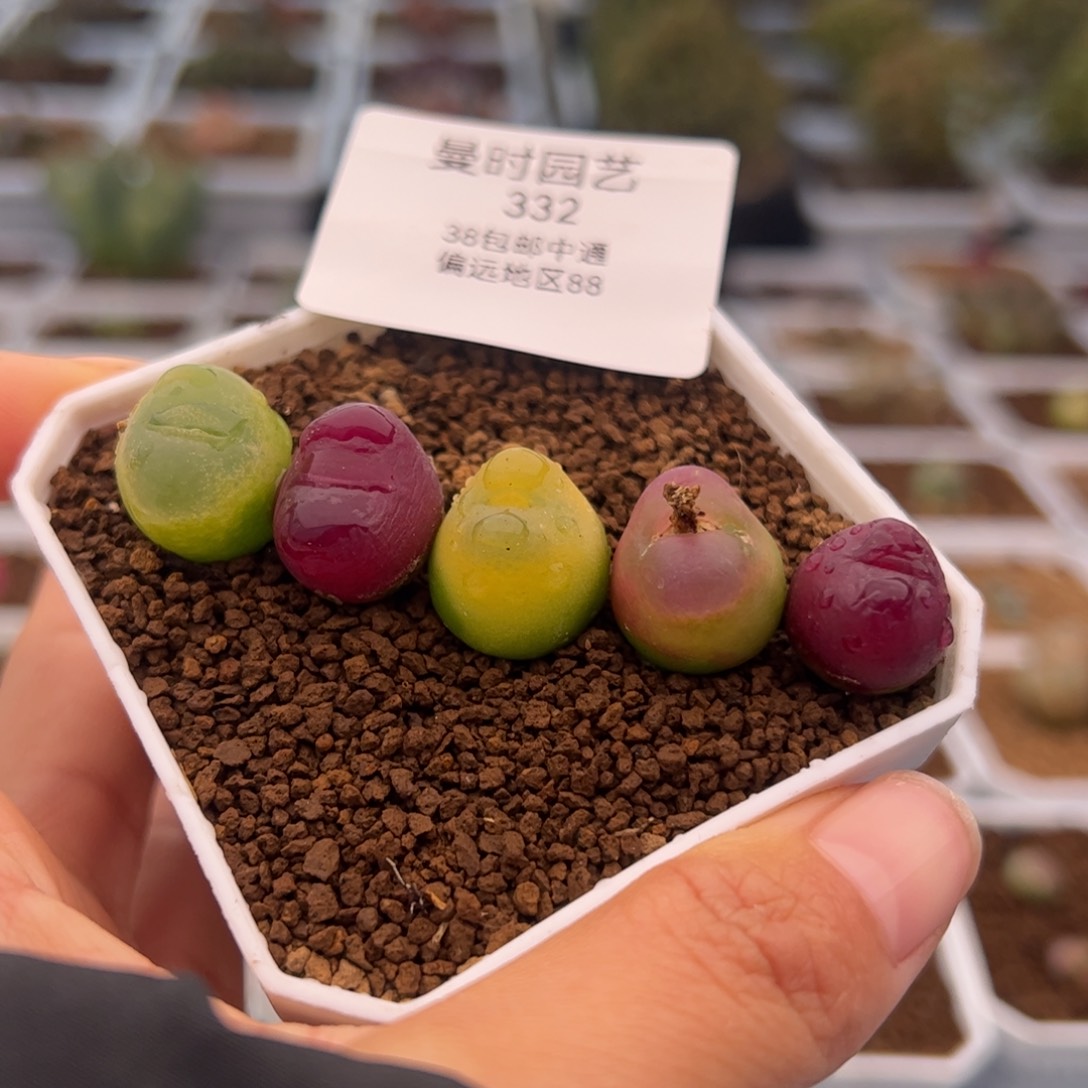 332号毛2.9多肉植物