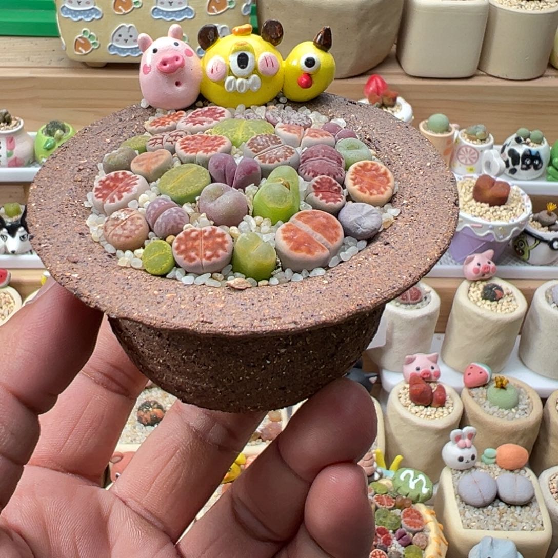 多肉植物实付9.9元包邮113号