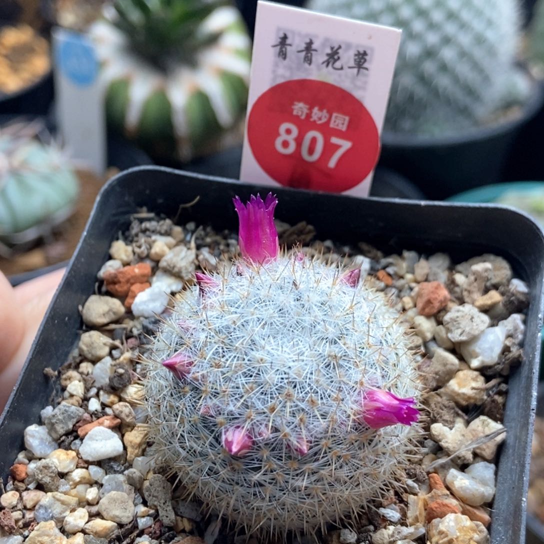 实生刺球3.6cm一棵仙人球