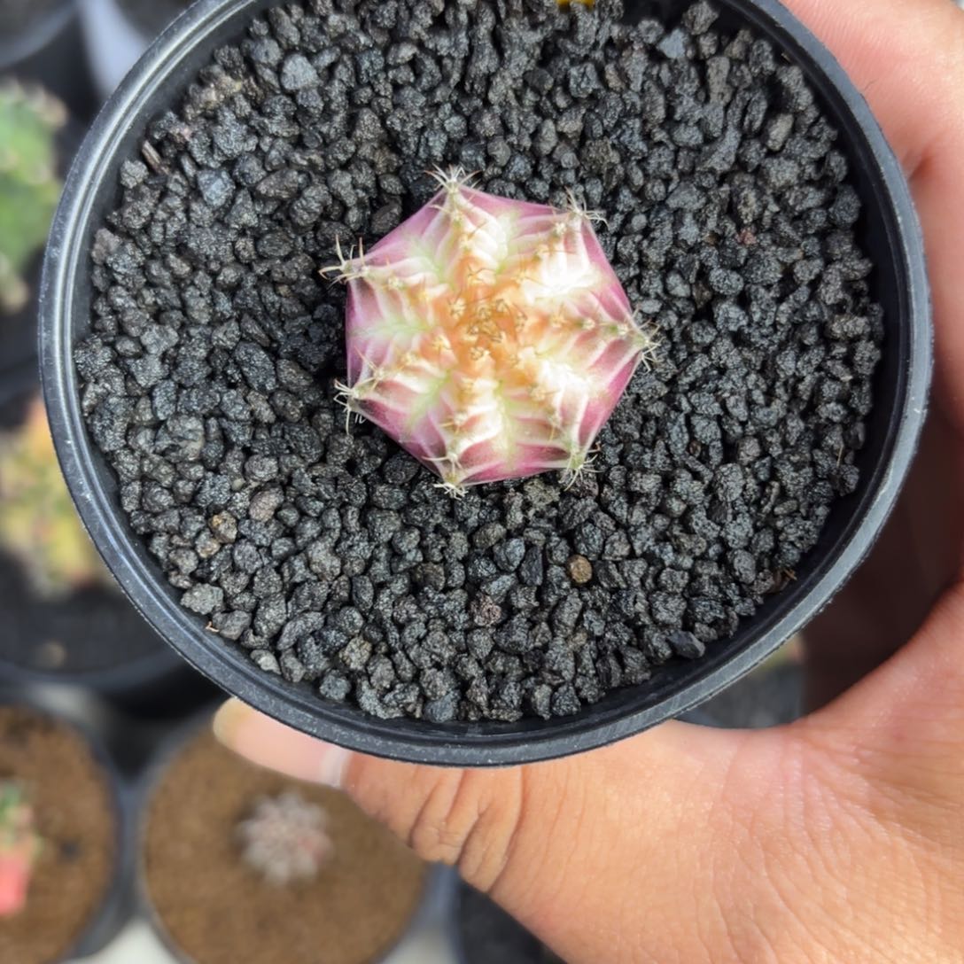 313-1225泰国发货多肉