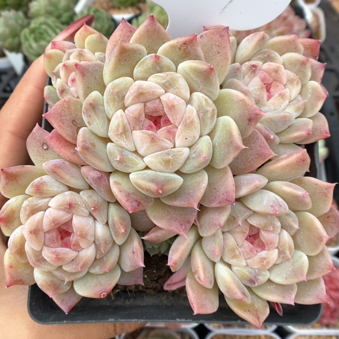 糖心冰魄群生可拍1217号。    