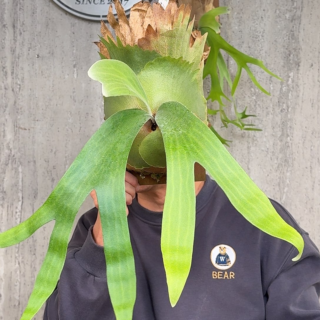 完全开放卷卷鹿鹿角蕨春野花园