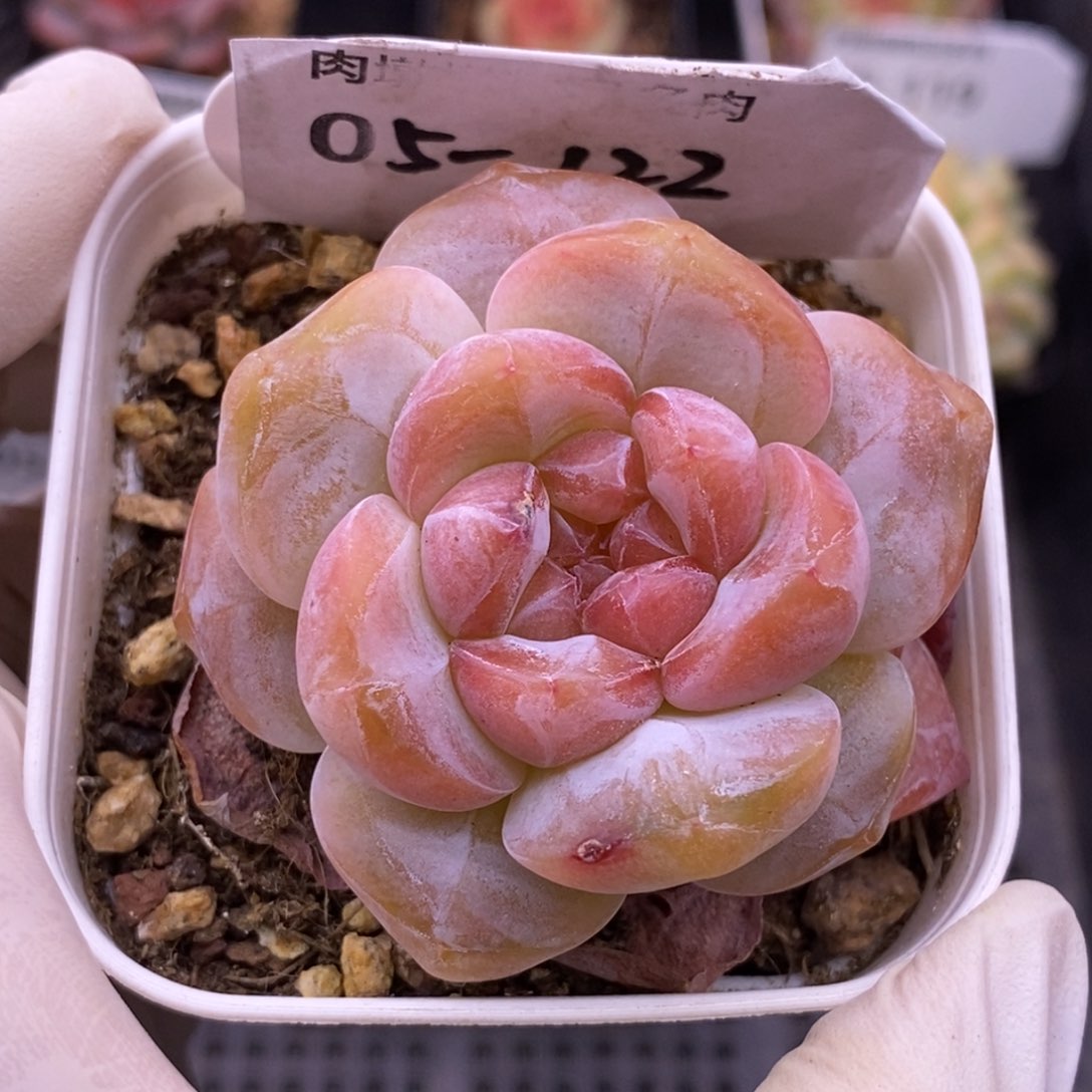 【闪购商品】05-122