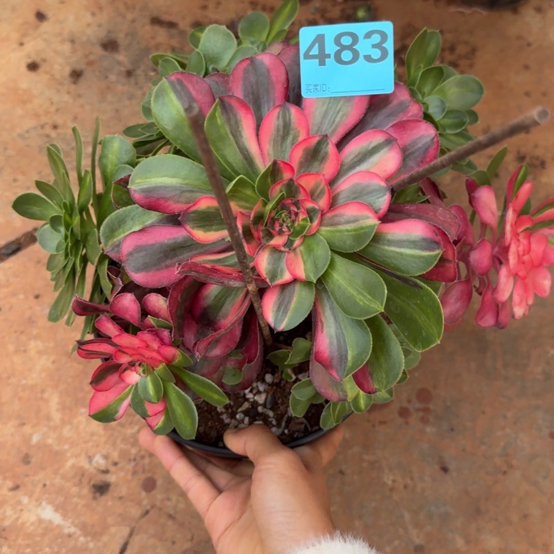 恐***呆483初恋花脸粉发货